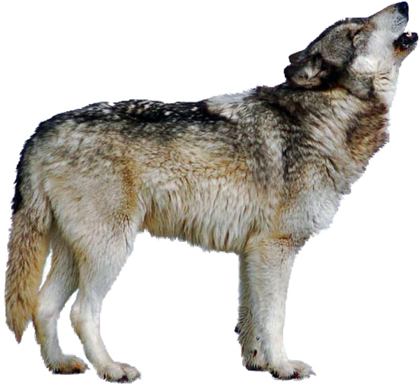 Go Back   Gallery For   Wolf Howling Clipart
