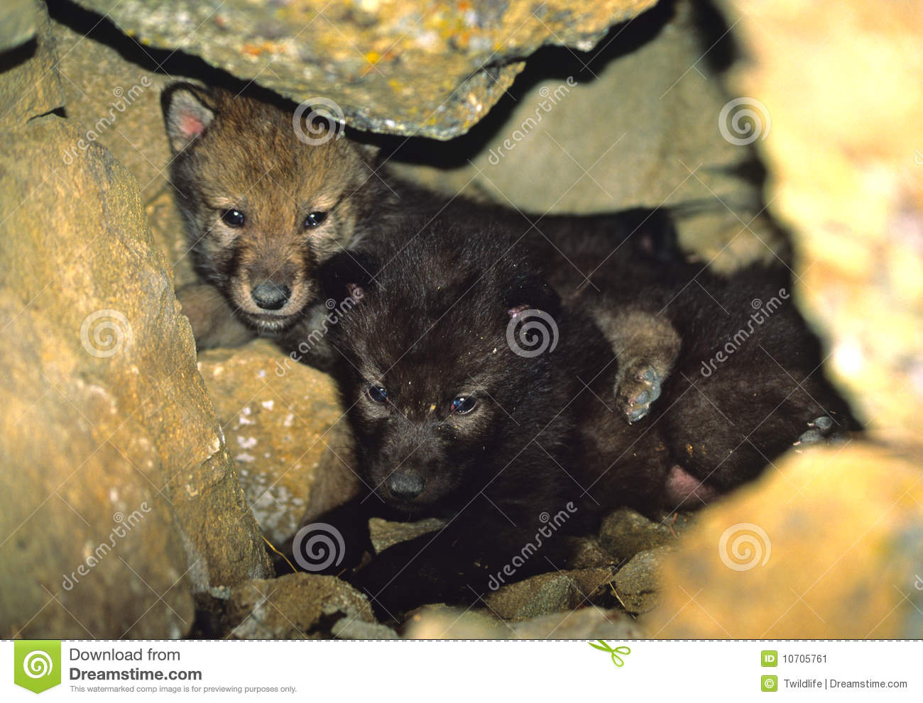 Gray Wolf Pups In Den Stock Image   Image  10705761