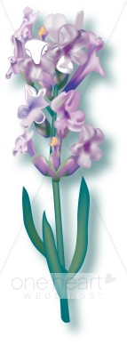 Purple Hyacinth Clipart   Wedding Flower Clipart