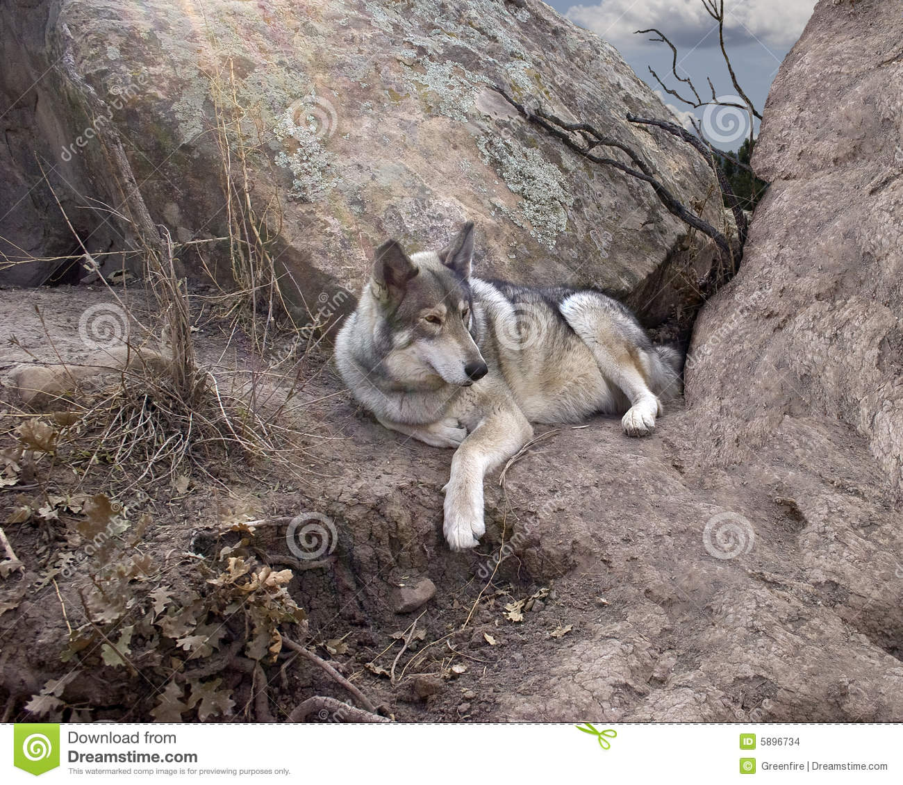 Wolf In Den Stock Images   Image  5896734