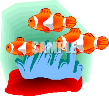 Clown Fish In The Sea   Royalty Free Clipart Image