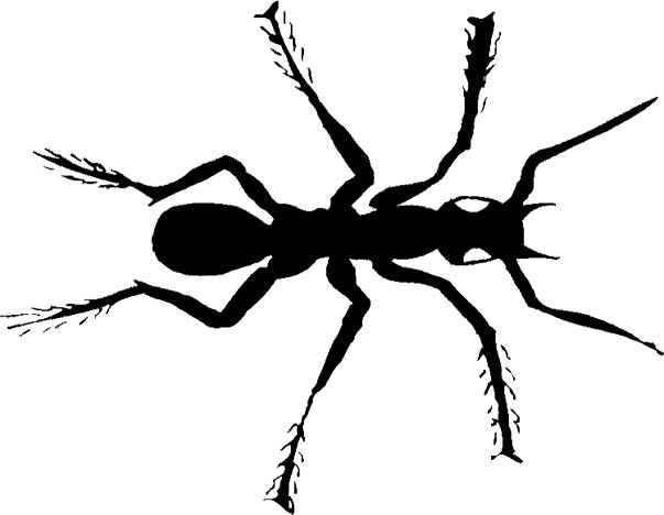 Free Ant Clipart   Black Ants   Red Ants