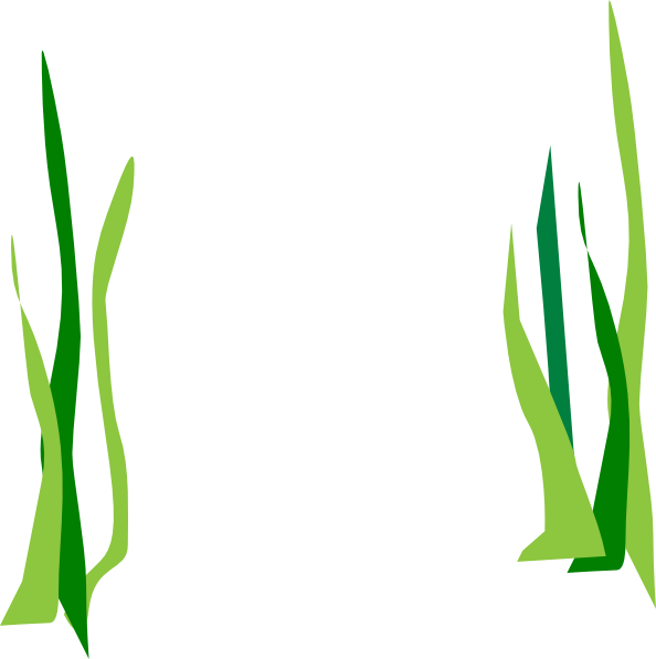 Green Reeds Clip Art At Clker Com   Vector Clip Art Online Royalty