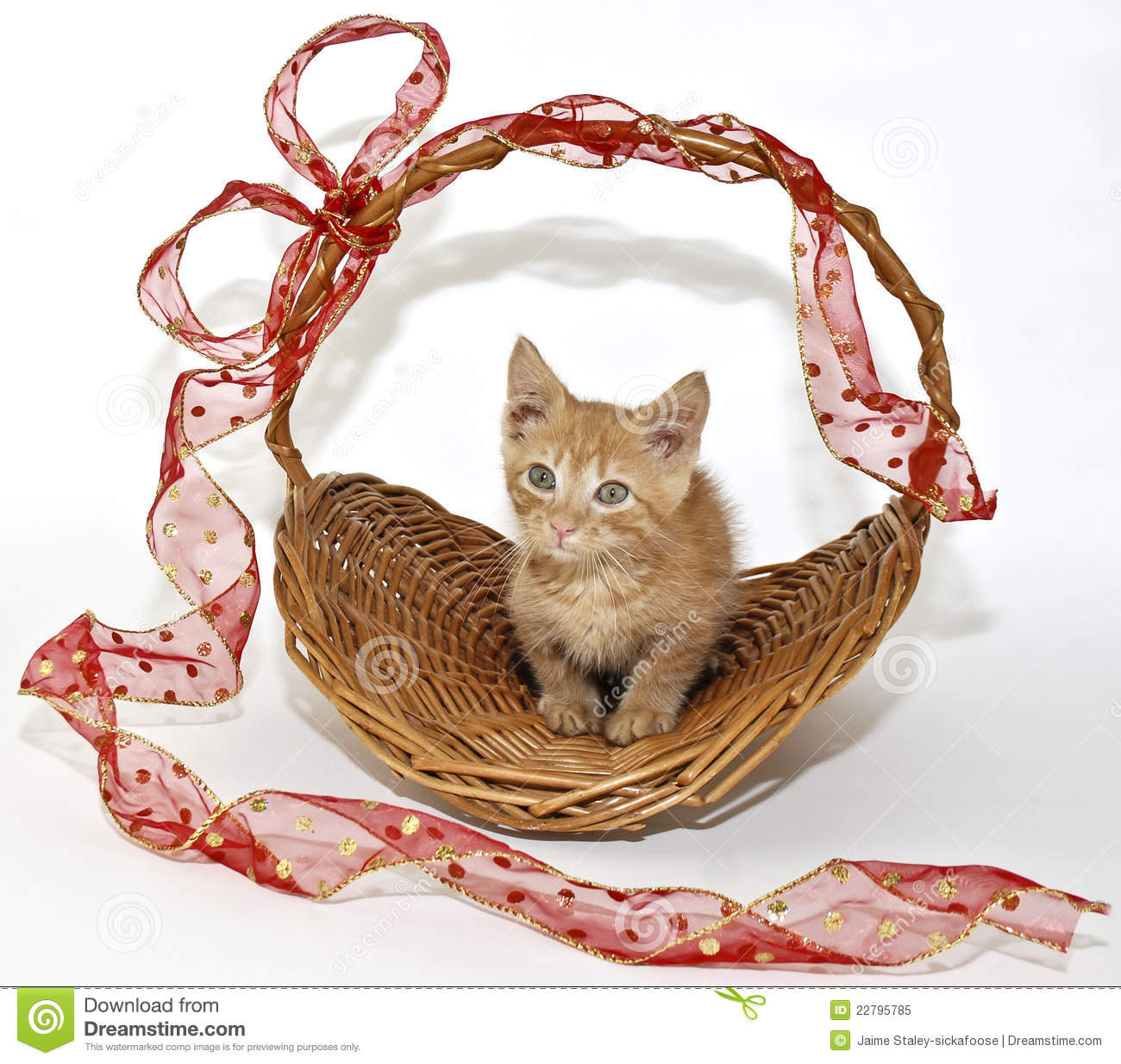 Little Yellow Munchkin Kitten Sitting In A Basket With A Red Bow On A    