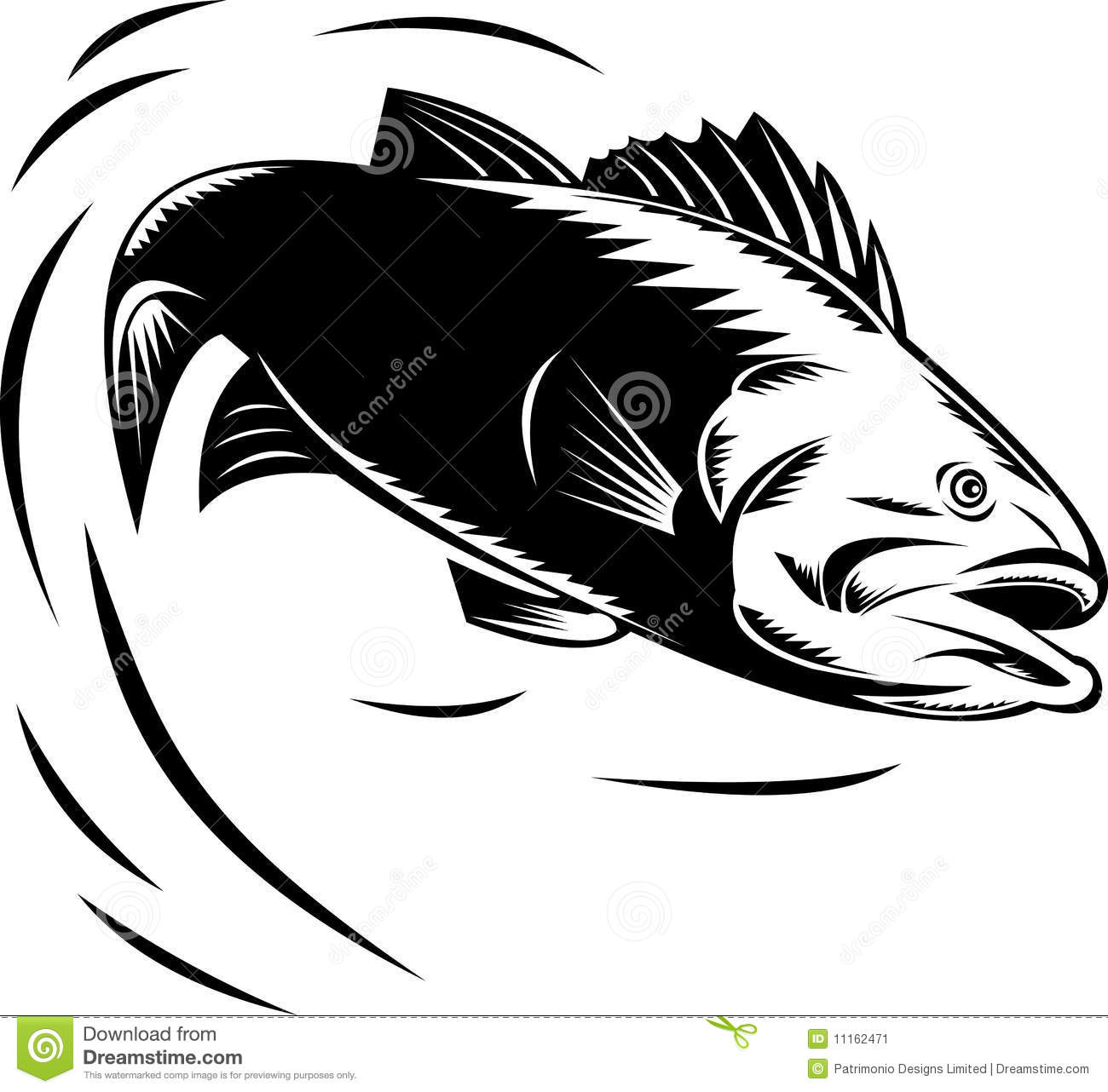 Sea Bass Jumping Stock Image   Image  11162471