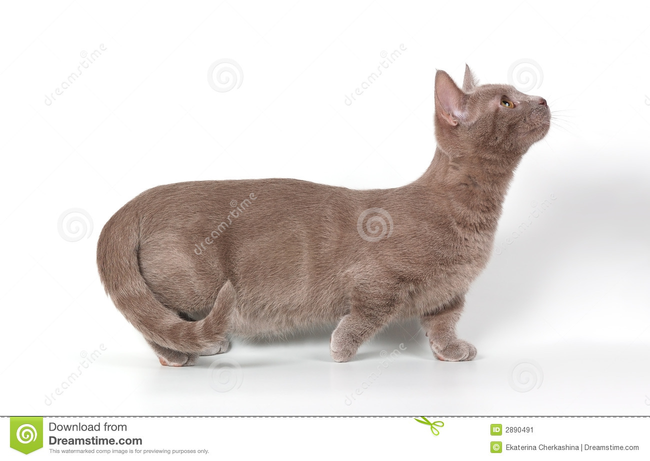 The Kitten Munchkin Stock Image   Image  2890491