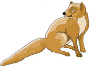 Animals  Mongoose Pictures   Illustrations   Mongoose Clip Art And