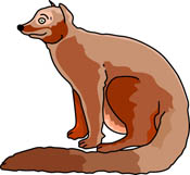 Animals  Mongoose Pictures   Illustrations   Mongoose Clip Art And