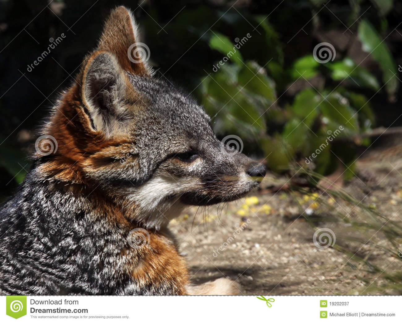 Close Up Profile Portrait Of Red And Gray Island Fox 