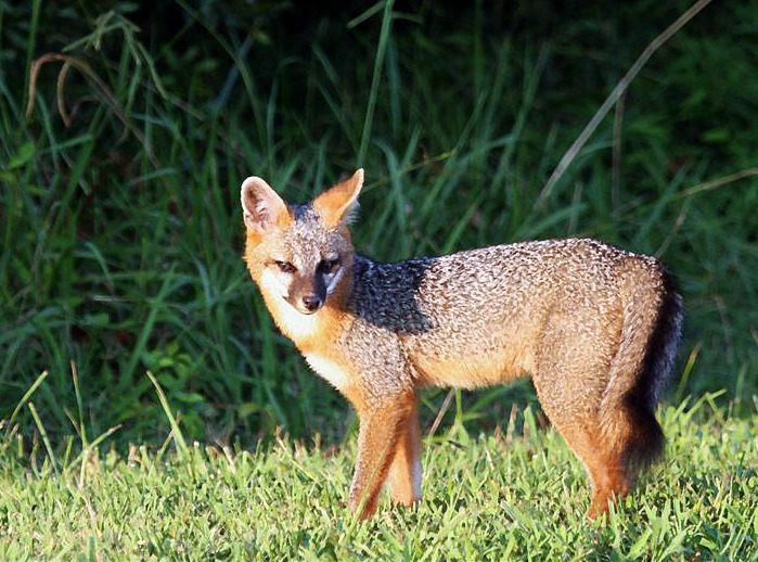 Fox Fox 3 Gray Fox A Public Domain Jpg Image