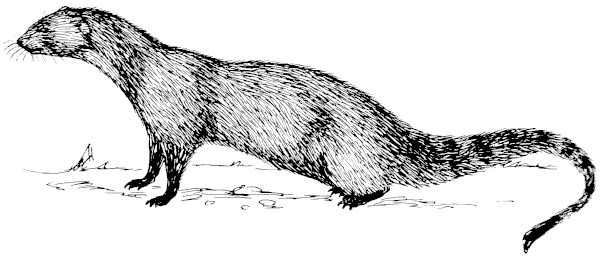 Free Mongoose Clipart 1 Page Of Public Domain Clip Art