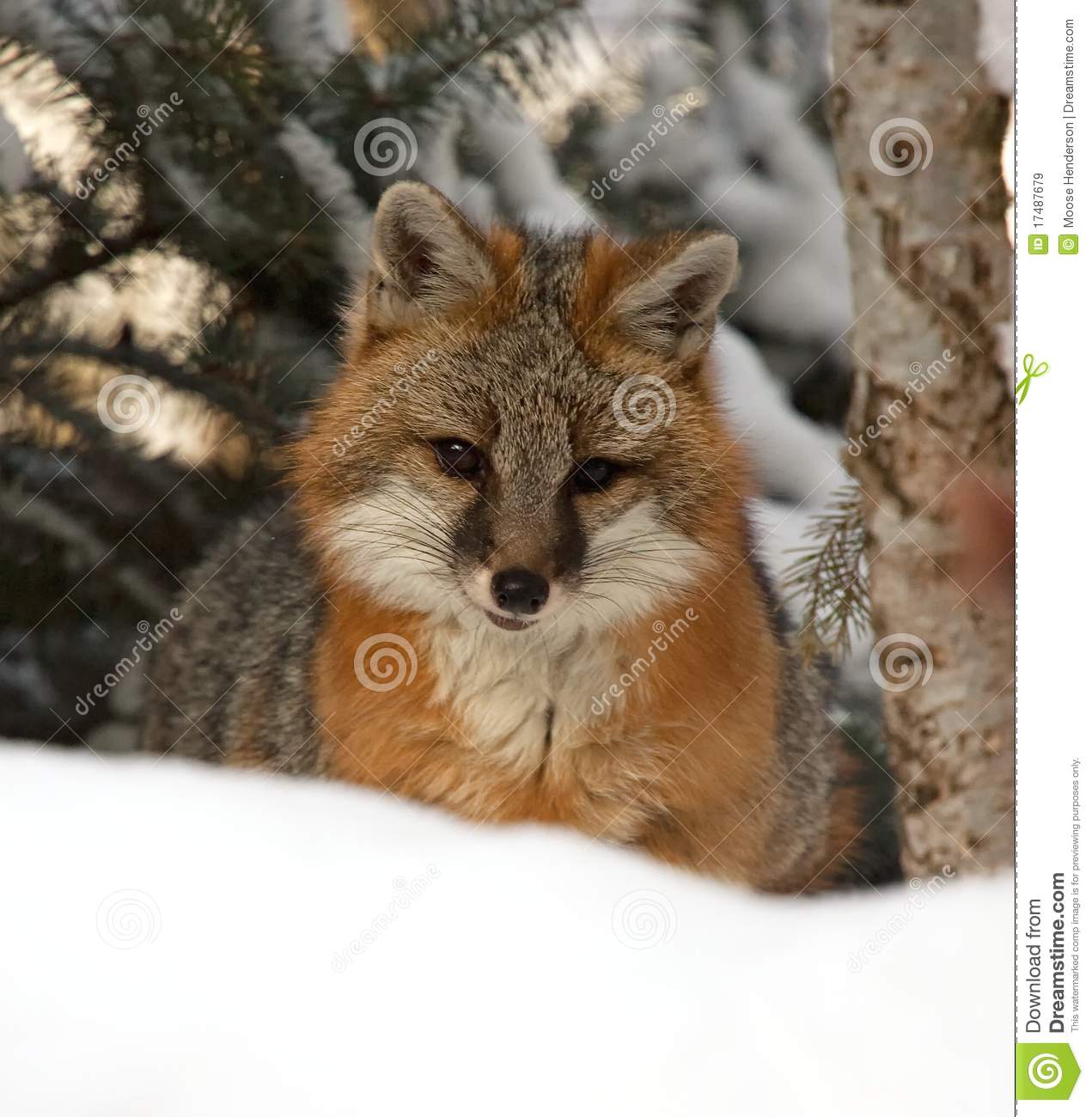Gray Fox Royalty Free Stock Images   Image  17487679