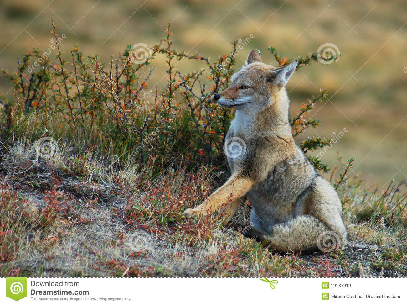 Gray Fox Royalty Free Stock Images   Image  19187919