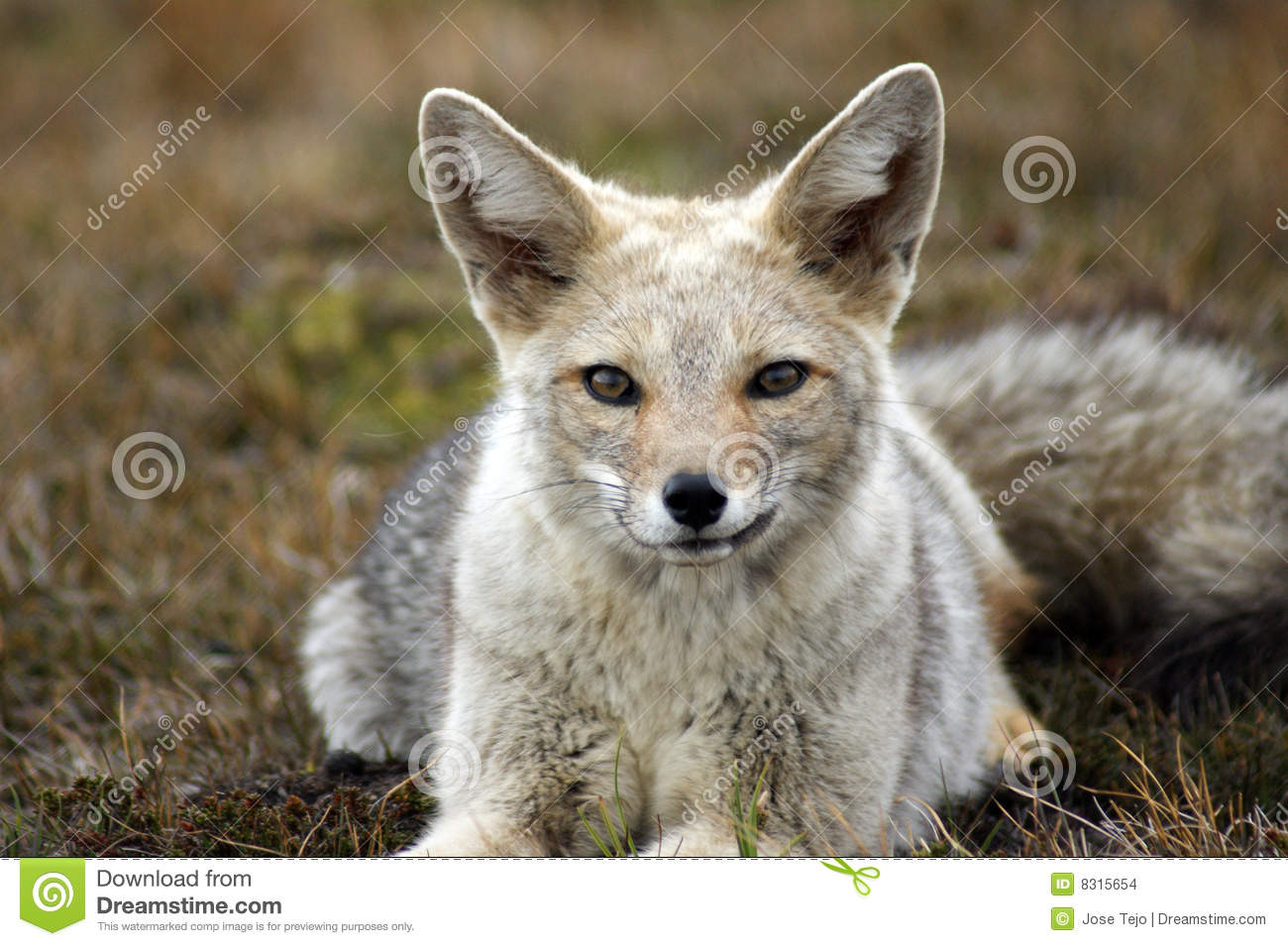 Gray Fox Stock Images   Image  8315654