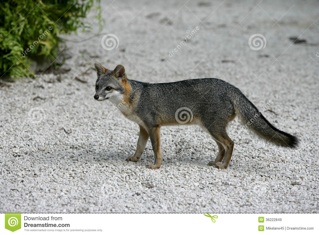 Gray Fox Urocyon Cinereoargenteus Royalty Free Stock Images   Image    