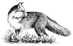 Index Of  Clipart Clipart Animals Foxes