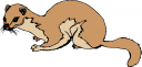 Mongoose Clipart   6 Images