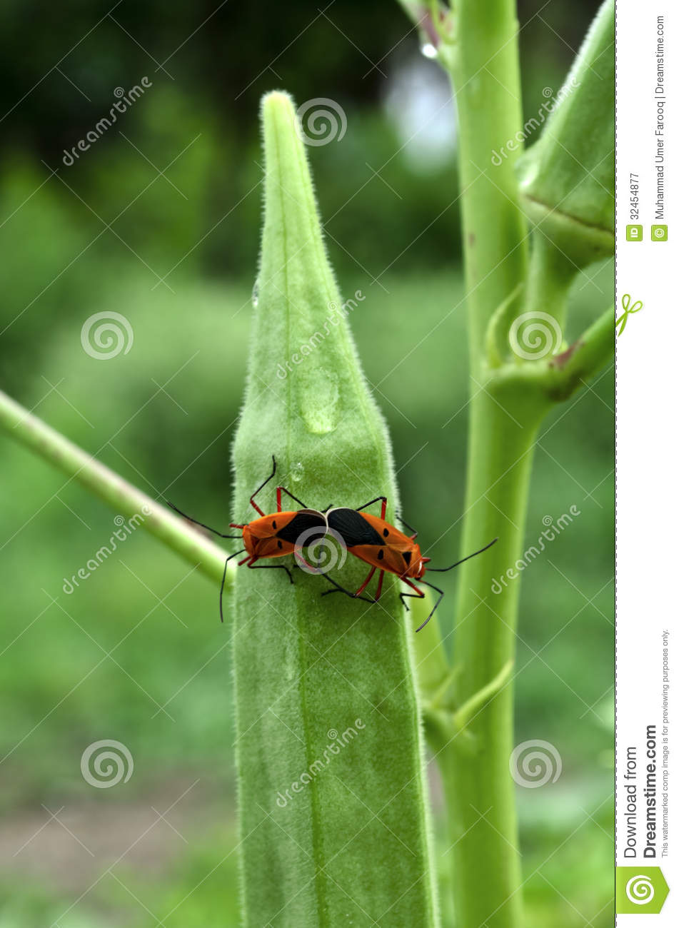 Pyrrhocoridae Mating Royalty Free Stock Photography   Image  32454877