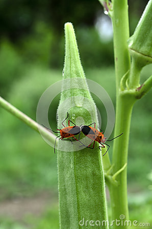 Pyrrhocoridae Mating Royalty Free Stock Photography   Image  32454877