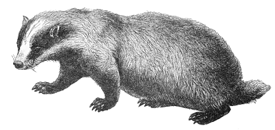 Badger Omnivore Stink Badger Search Terms Badger Illustration Omnivore