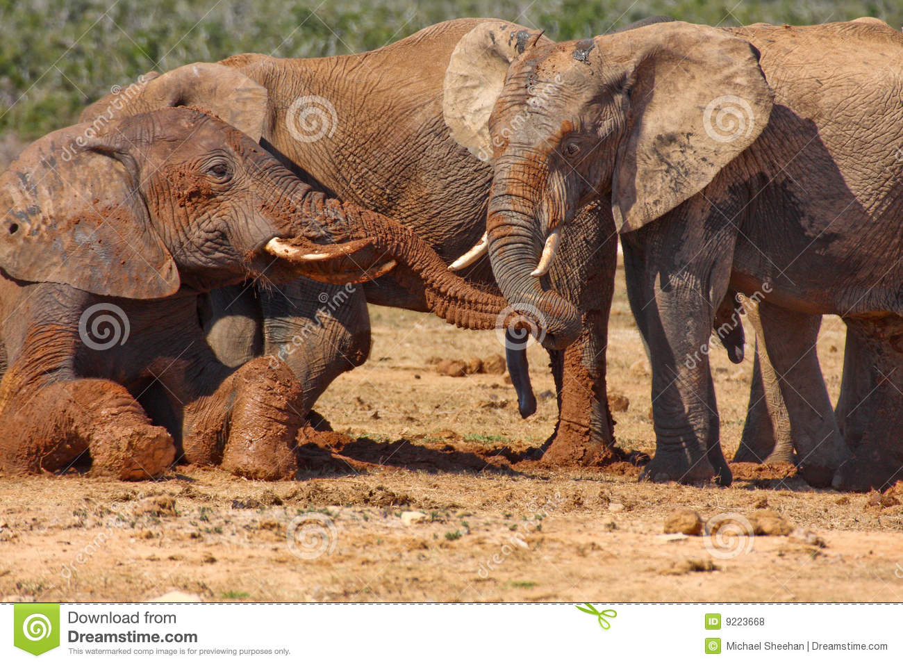 Elephant In A Mud Hole Royalty Free Stock Photos   Image  9223668
