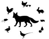 Omnivore Clipart And Illustrations