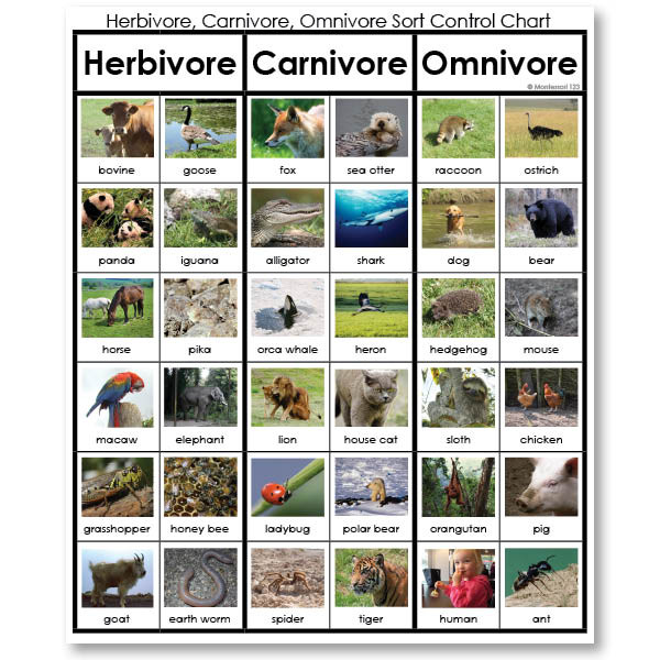 Omnivorous Animals Chart Omnivores Anim