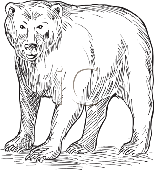 Royalty Free Grizzly Bear Clip Art Bear Clipart