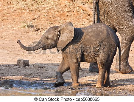 Stock Photo   Wet Elephant Calf Playing At The Water Hole In Mud