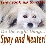 Animal Clipart  Dogs Cats Spay And Neuter   Tangi Adopt A Rescue