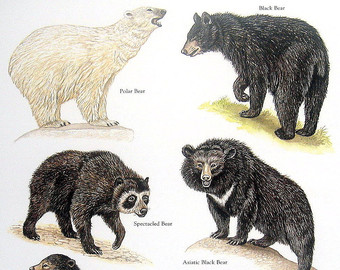Bear Print   Polar Bear Black Bear  Sun Bear Big Brown Bear Etc    