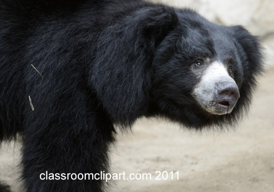 Bears   Sun Bear Head View   Classroom Clipart