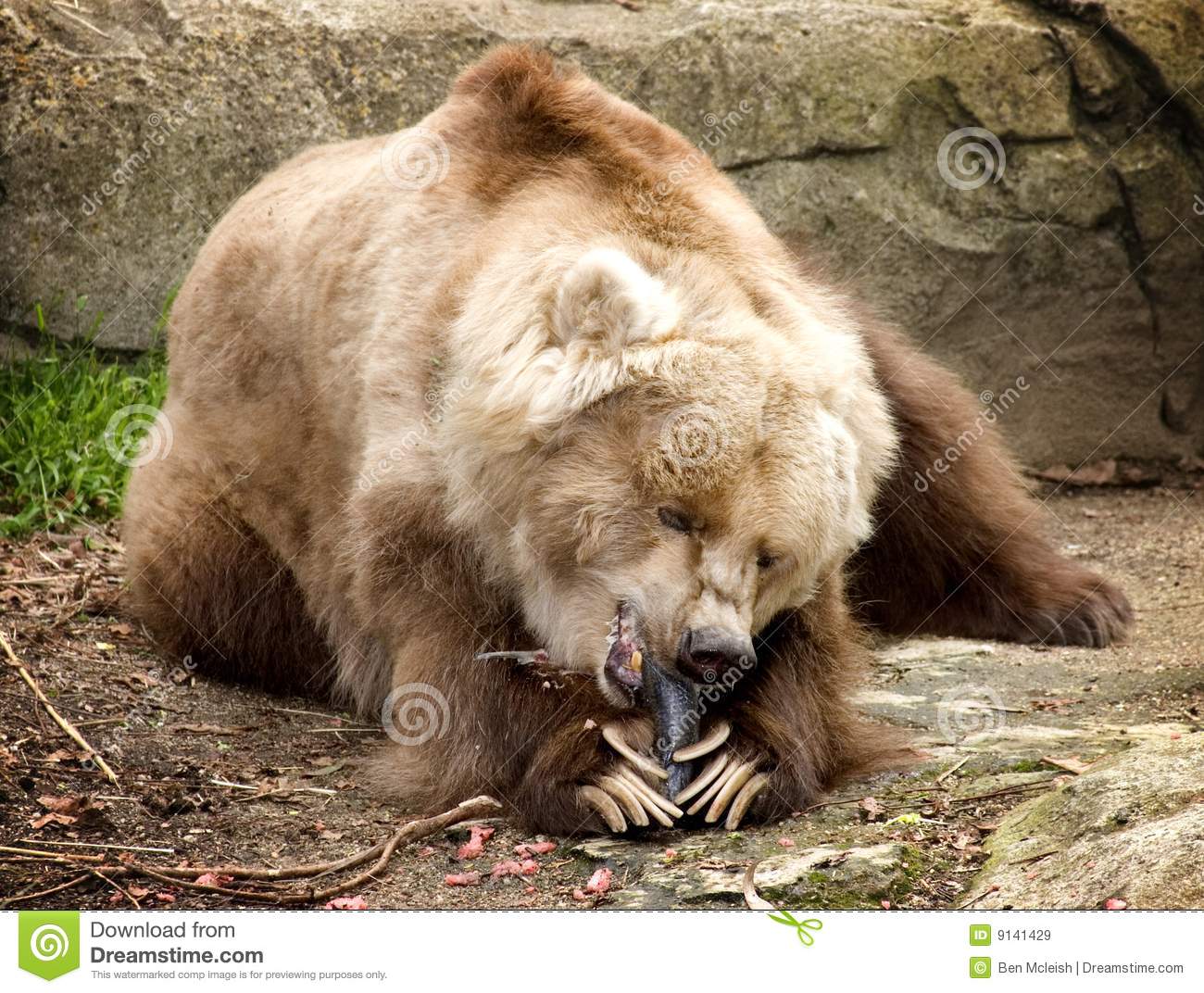 Brown Kodiak Bear Resting In The Sun While Devouring A Fish 