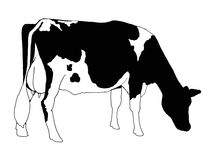 Clipart A M O Livre Da Vaca De Holstein Fotografia De Stock Royalty    