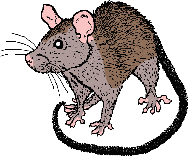 Coloured Drawing Of Grey Bellied Ginger Ship Rat