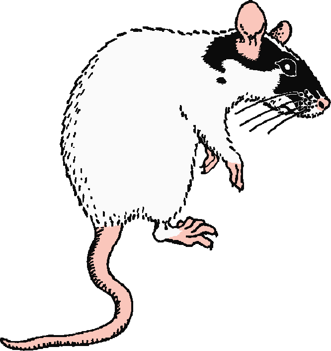 Evil Rat Drawings Image Search Results