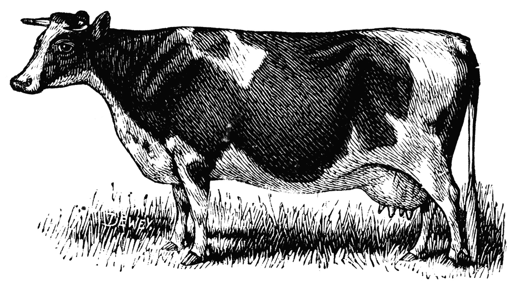 Holstein Cattle   Clipart Etc