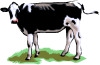 Holstein Clipart Image Search Results