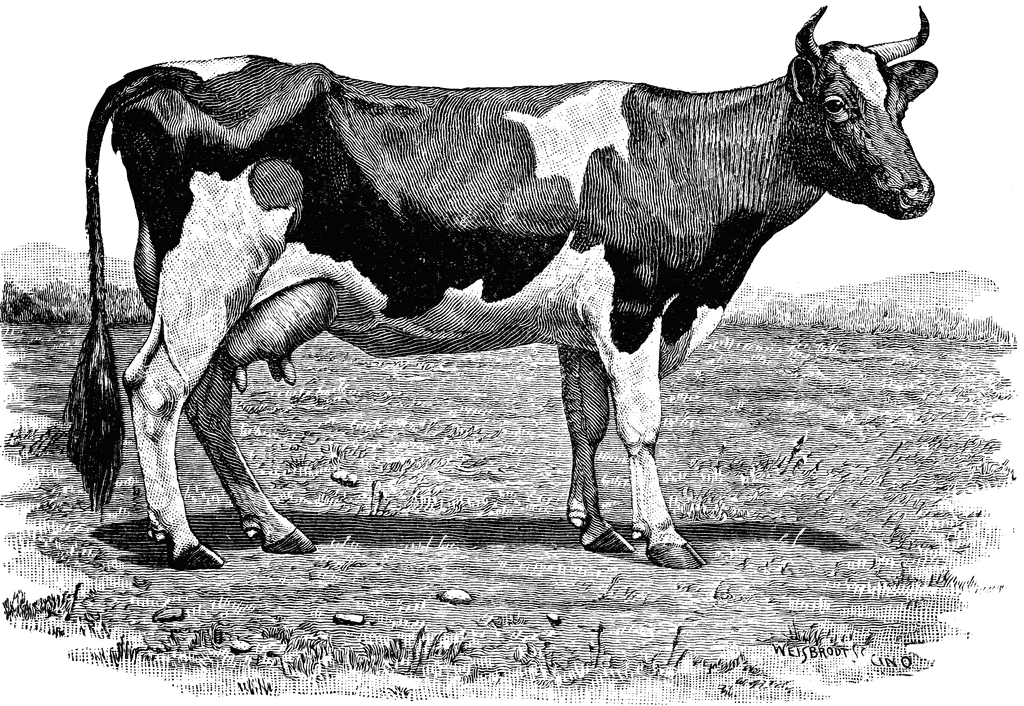 Holstein Cow   Clipart Etc