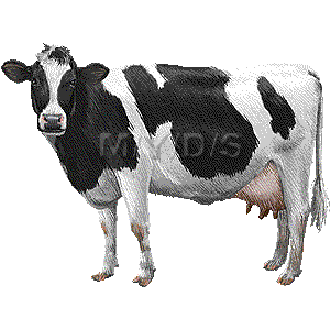 Holstein Cow Clipart Graphics  Free Clip Art