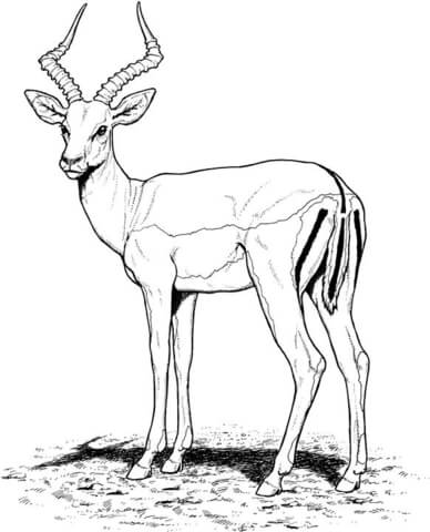 Impala Antelope Coloring Page   Free Printable Coloring Pages