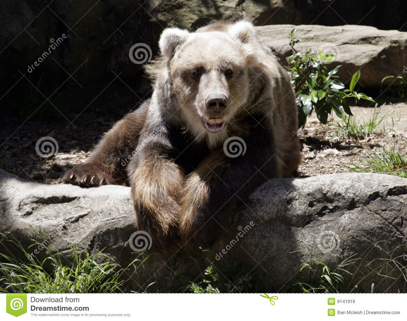 Kodiak Bear Rests In The Sun Royalty Free Stock Images   Image    