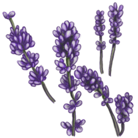 Lavender Flower Clip Art 10   Lavender Projects   Pinterest   Lavender