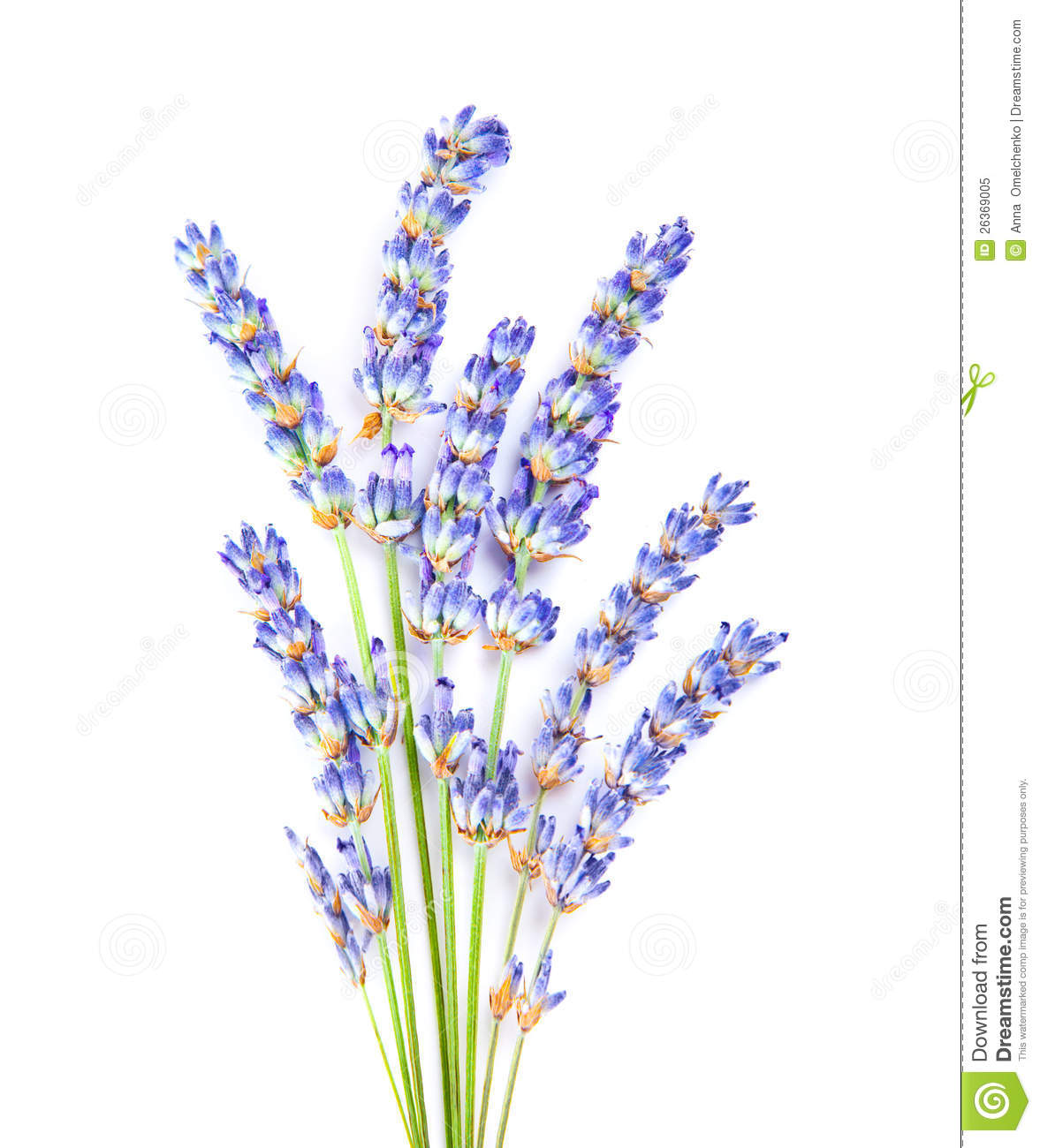 Lavender Flowers Little Posy Of Aromatic Medicinal Herb Fresh Plant