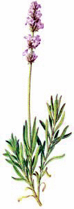 Lavender   Http   Www Wpclipart Com Plants Assorted L Lavender Png