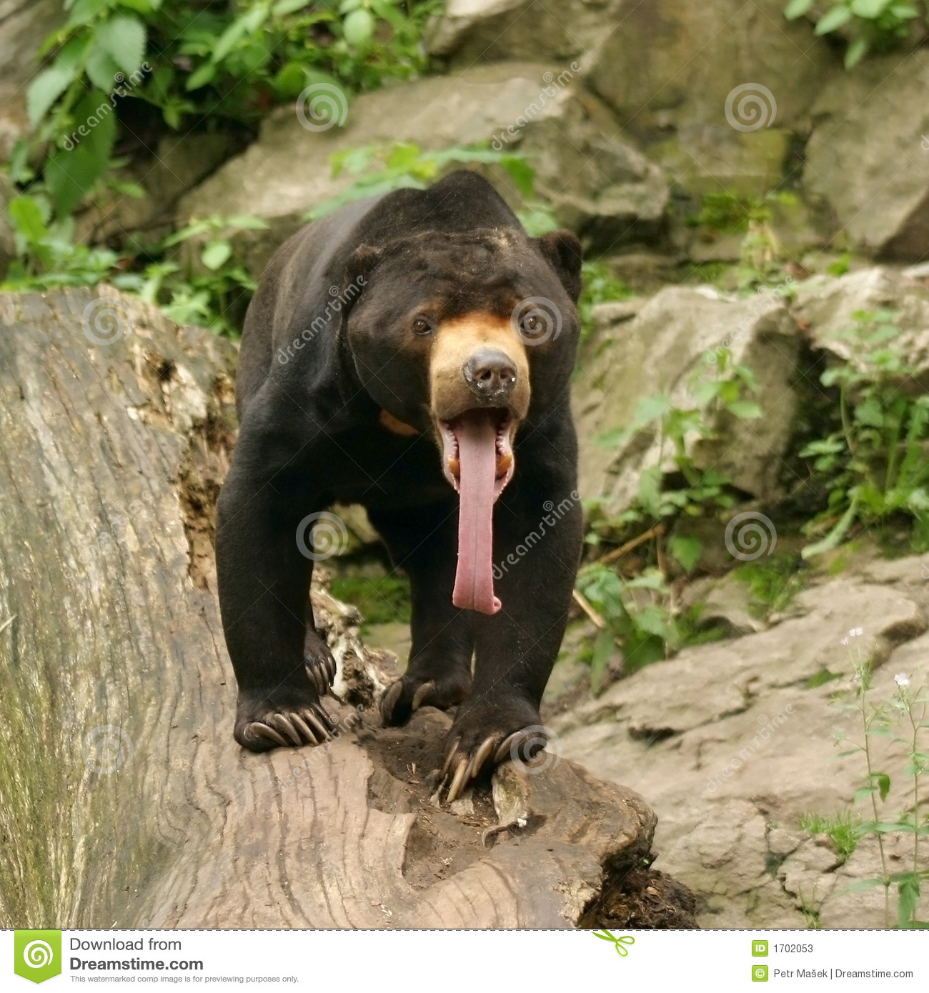 Malayan Sun Bear Helarctos Malayanus Long Tongue