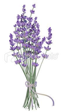 On Pinterest   Lavender Flowers Group Pictures And Lavender Bouquet