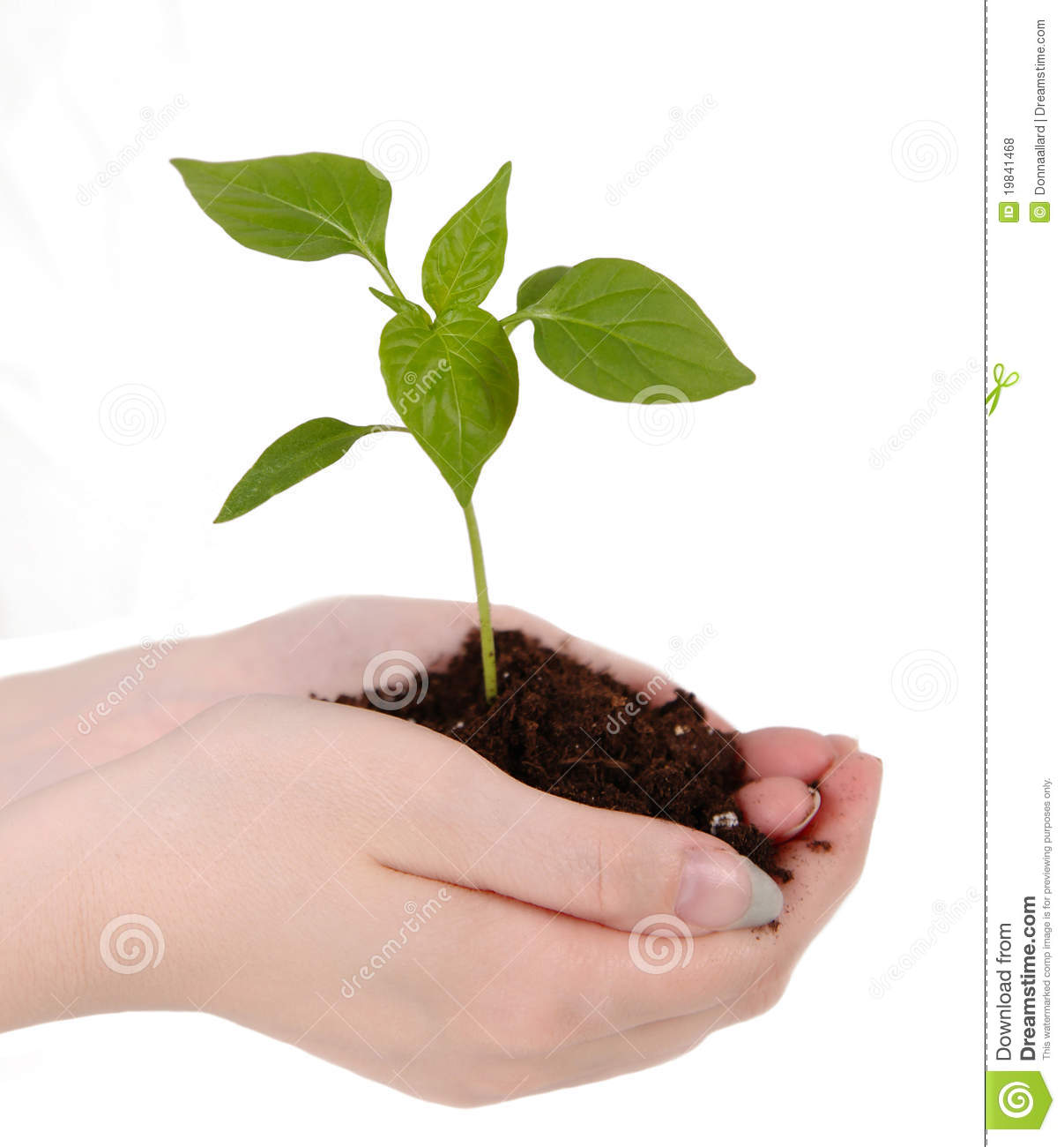 Small Green Seedling With Soil Resting In Womans Hands  Isolated On