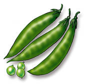 Snow Peas Clipart And Stock Illustrations  20 Snow Peas Vector Eps