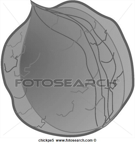 Stock Illustration   Chick Peas One B W  Fotosearch   Search Clipart
